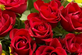 Red Roses